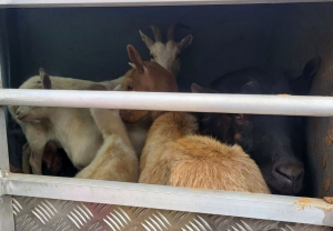 Araules : un bouc, quatre chèvres et des chevreaux recherchés