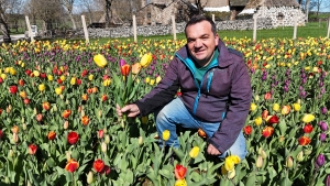 Les tulipes contre le cancer fleurissent à Moudeyres, leur vente se fera le samedi 27 avril