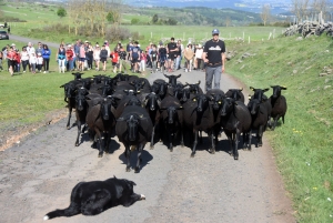 Le Monastier-sur-Gazeille : un troupeau de 50 brebis Noire du Velay suivi par 400 randonneurs