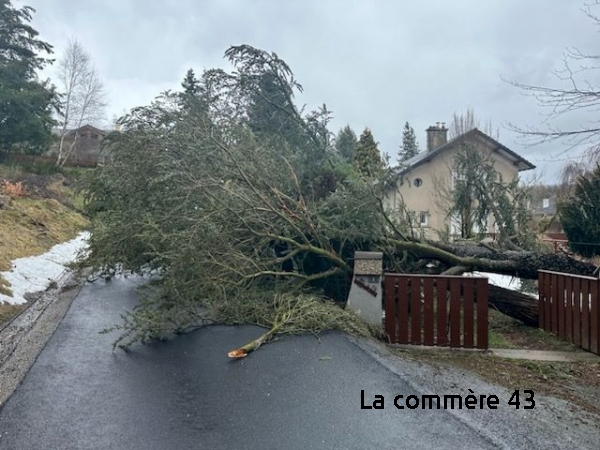 Au Chambon-sur-Lignon, un arbre n&#039;a pas résisté|Au Chambon-sur-Lignon Crédit DR||