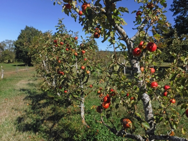 Chavaniac-Lafayette : apprenez à tailler vos arbres fruitiers