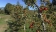 Chavaniac-Lafayette : apprenez à tailler vos arbres fruitiers