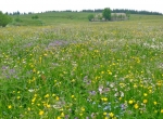 Sortie botanique le 10 juin  'Prairies fleuries, les goûts et les couleurs' Chaudeyrolles