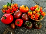 Ramène ta tomate à Vailhac le 30 septembre