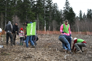 Après la transhumance des brebis des Sucs, 200 arbres plantés à Saint-Hostien