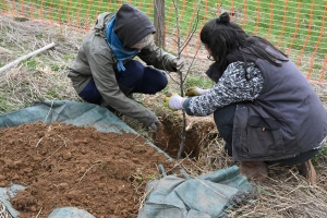 Après la transhumance des brebis des Sucs, 200 arbres plantés à Saint-Hostien