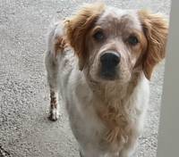 Mazet-Saint-Voy : un chien disparu depuis mardi