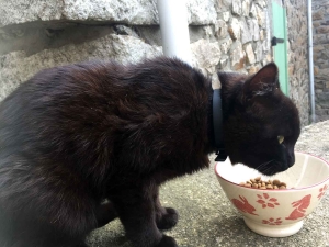 Le Mas-de-Tence : un chat noir recueilli en mairie