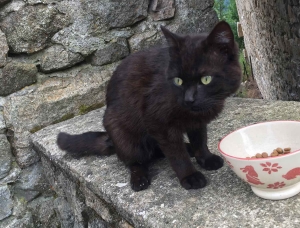 Le Mas-de-Tence : un chat noir recueilli en mairie