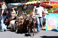 Saint-Front : la chèvre du Massif Central est la star du jour