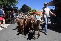 Saint-Front : la chèvre du Massif Central est la star du jour