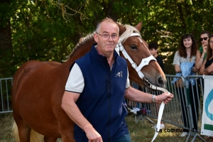 Saint-Julien-du-Pinet : les résultats du concours communal de chevaux lourds