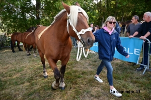 Saint-Julien-du-Pinet : les résultats du concours communal de chevaux lourds
