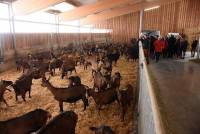Saint-Jeures : la ferme du Fromental va développer un élevage de porcs en &quot;bio&quot;