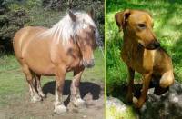 Saint-Jeures : les quatre chevaux retrouvés, le chien aussi