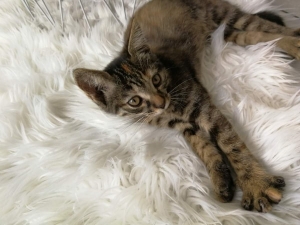 Yssingeaux : une chatte de 6 mois a disparu à la Broussillonne