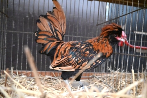 Saint-Julien-du-Pinet : des bêtes à poils et à plumes ouvrent la foire agricole