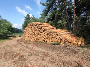 Gestion forestière : quel intérêt peut-on tirer de l&#039;éclaircie d&#039;un bois ?