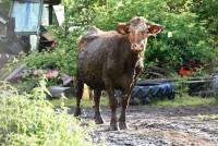 Roche-en-Régnier : trois vaches tombent dans une fosse à lisier
