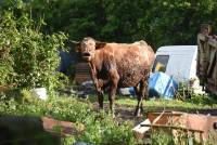 Roche-en-Régnier : trois vaches tombent dans une fosse à lisier