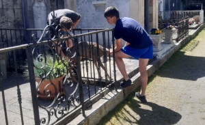 Monistrol-sur-Loire : ils sauvent un jeune chevreuil coincé... au cimetière