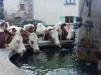 Des vaches boivent tout simplement à la fontaine...