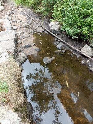 Saint-Romain-Lachalm : ils tentent de sauver les poissons d&#039;un ruisseau asséché