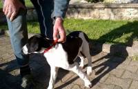 Saint-Jeures : un jeune chien de chasse a été trouvé