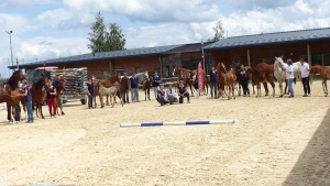 Equitation : des poulains et juments jugés au concours modèles et allures à Yssingeaux