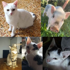 Saint-André-en-Vivarais : de mystérieuses disparitions de chats et d&#039;un cochon nain chez une famille