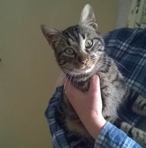 Un jeune chat trouvé à Saint-Pierre-Duchamp