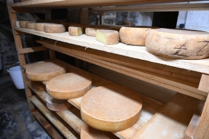 Fay-sur-Lignon : avec le lait de ses vaches abondance, il produit un fromage atypique en Haute-Loire