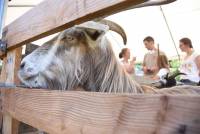 Saint-Front : la chèvre du massif central au centre de toutes les attentions