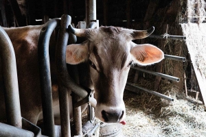 Lapte : un documentaire et une visite de ferme avec Solidarité Paysans