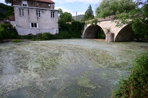 Aurec-sur-Loire : des algues créent une pollution aquatique à l&#039;embouchure de la Semène et de la Loire