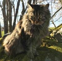 Yssingeaux : une chatte Angora portée disparue depuis un mois