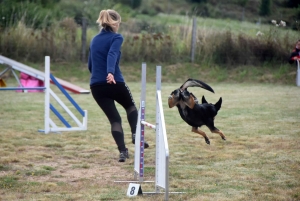 Education canine : l&#039;agility, une discipline très populaire chez les maîtres