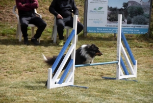 Education canine : l&#039;agility, une discipline très populaire chez les maîtres