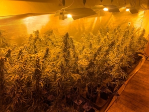 Vorey-sur-Arzon : 81 pieds de cannabis à maturation et 600 g d’herbe de cannabis saisis