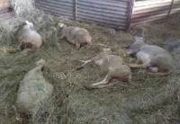 Les cinq bêtes blessées ont été euthanasiées.