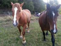 Deux autres chevaux retirés au retraité de Sainte-Florine