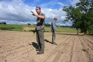 Monistrol-sur-Loire : les agriculteurs déplorent les dégâts d&#039;oiseaux sur les cultures