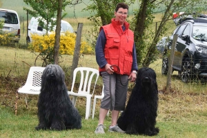 Monistrol-sur-Loire : les passionnés du berger de brie en concours canin