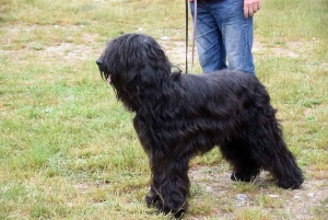 Monistrol-sur-Loire : les passionnés du berger de brie en concours canin