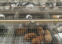 Lapte : des associations de protection animale tentent de sauver 2 000 rongeurs