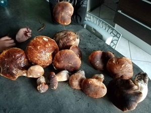 Raucoules : une cueillette prolifique de champignons en cinq minutes chrono