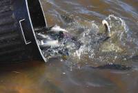 Tence : 250 kg de truites déversés dans le plan d&#039;eau de Bathelane
