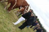 Jullianges : 68 juments et 21 éleveurs à la finale départementale des chevaux lourds