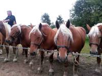 Jullianges : 68 juments et 21 éleveurs à la finale départementale des chevaux lourds