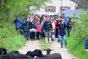 Saint-Jeures : deux troupeaux pour la transhumance de la brebis Noire du Velay (vidéo)